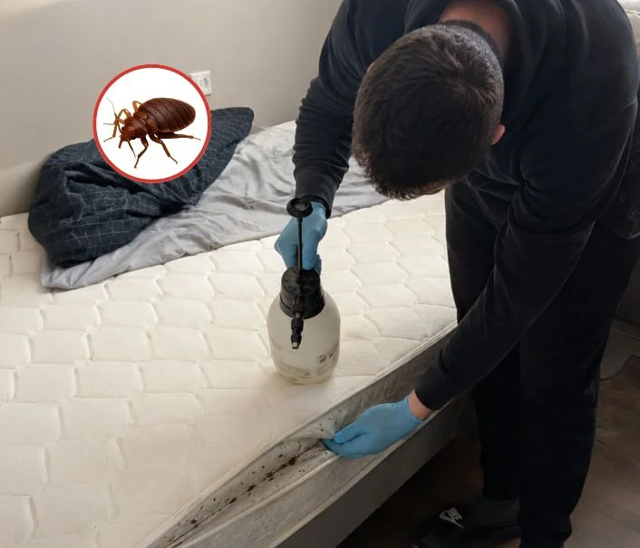 Technicien traitant un matelas contre les punaises de lit à Férolles-Attilly